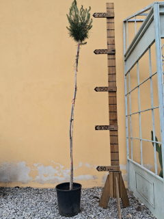 Borovica píniová - Pinus pinea výška 250cm s kvetináčom