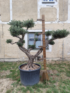 Olea Europaea - olivovník POM-POM Bonsaj 3, výška 250-270 cm s kvetináčom