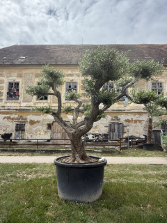 Olea Europaea - olivovník 230-250 cm s kvetináčom