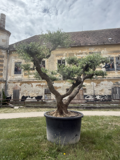 Olea Europaea - olivovník 230-250 cm s kvetináčom