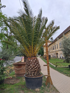 Phoenix canariensis - Ďatlovník kanársky výška s kvetináčom 290-310cm