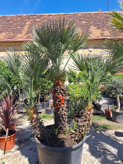 Chamaerops Humilis - výška 230cm s kvetináčom