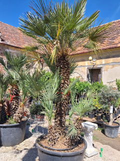 Chamaerops Humilis - výška 280cm s kvetináčom
