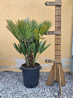 Chamaerops humilis Vulcano 100-120cm, -14°C