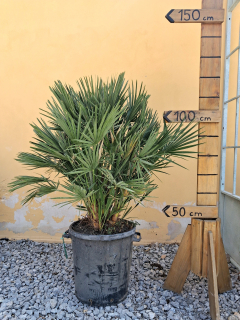 Chamaerops Humilis - 100-120 cm s kvetináčom