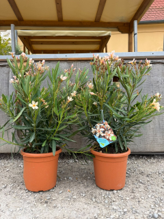 Nerium Oleander žlto-broskyňová farba kvetu, výška 60-80 CM s kvetináčom
