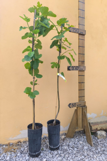 Figovník Ficus carica - odroda Napolitana