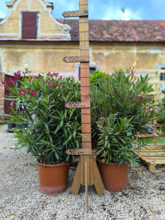 AKCIA - Nerium oleander rôzne farby - 130-140 cm s kvetináčom  