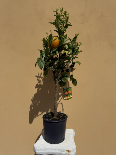 Pomarančovník - Arancio Ovale Calabrese - výška s kvetináčom 80 - 100cm