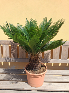 Cykas revoluta, výška s kvetináčom 80-90cm, výška kmeňa 15-20cm