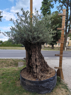Olea europaea - olivovník OL sieť 3, celková výška 270-290cm