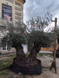 Olea europaea - olivovník dvojkmeň OL sieť 5, celková výška 250-270cm