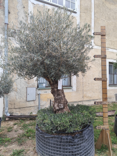 Olea europaea - olivovník ,,so sukničkou", celková výška 280-300cm