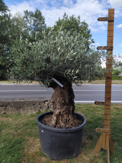 Olea Europaea - olivovník OL 6, celková výška 220-240 cm