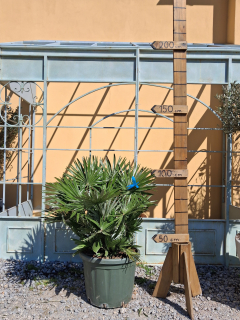 Chamaerops humilis Vulcano 100-120cm, -14°C