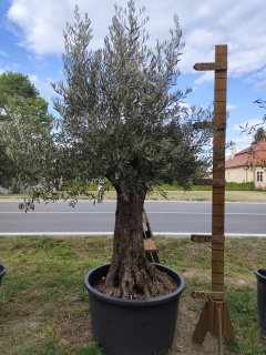 Olea Europaea - olivovník OL 10, celková výška 280-300 cm