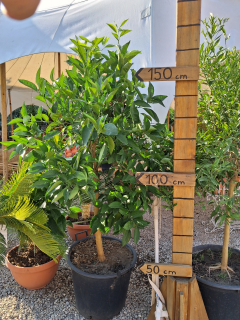 Pomarančovník krvavý - Citrus Arancio Sanquinello - 150-170 cm výška s kvetináčom