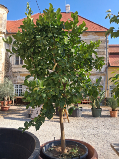 Citrus Limone Zagara Bianca -180-200 cm výška rastliny