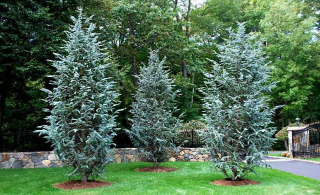 Céder atlantský Glauca 80-90cm