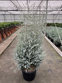 Eukalyptus Gunii 120-150cm, šírka kvetináča 40cm, objem 4,5L