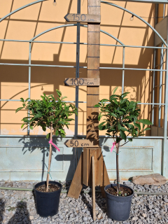 Fotínia Fraseri Red Robin, výška s kvetináčom 80-100cm