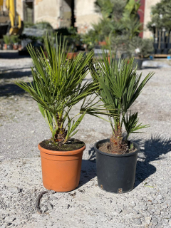 Chamaerops Humilis 60-80cm, -17°C