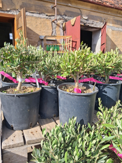 Olea Europea - olivovník výška aj s kvetináčom 40 - 45cm