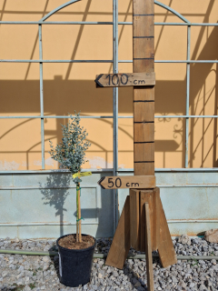 Eukalyptus Gunii 80-90cm