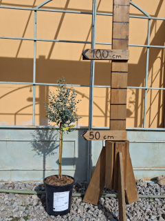 Eukalyptus Gunii 80-90cm