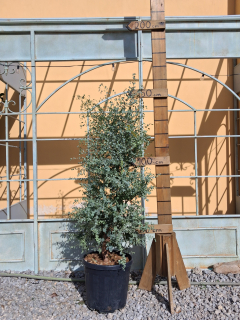 Eukalyptus Gunii cca 150cm