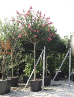 Myrta krepová - Lagerstromia indica