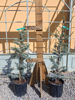 Céder atlantský 'Glauca' výška s kvetináčom 100-120 cm