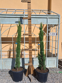 Cyprus "Totem" výška rastliny s kvetináčom cca 200cm