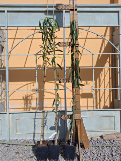 Nerium Oleander červený - výška 180-200 cm s kvetináčom