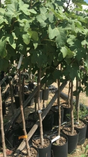Figovník Ficus carica - odroda Portugal - 160-170cm, -12°C