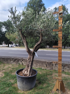 Olea Europea - olivovník OL 5, celková výška 250 - 270 cm