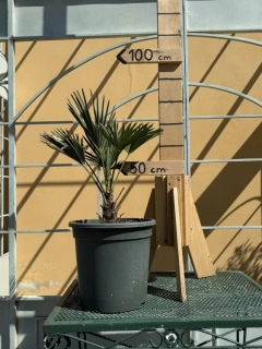 Trachycarpus wagnerianus, mrazuvzdorný do -18°C