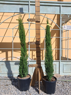 Cyprus "Totem" výška rastliny s kvetináčom 150cm
