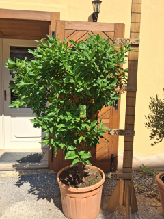 Limetka Tahiti- krásny starší strom - Citrus Latifolia - 180-200cm