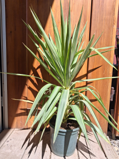 Yucca Elephantipes 'Jewel' , výška s kvetináčom 90-110cm, objem kvetináča 8L