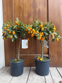 Kumquat - výška 60-80cm s plodmi 