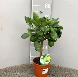 Limetka -Tahiti výška 55-70cm