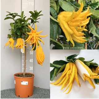 Citrus Budhova ruka - Mano di Budha - 100-120cm