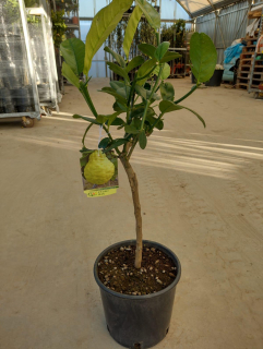 Citrus Cedro max - cedrát - výška 110-130cm