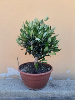 Olea Europaea - olivovník 35-40cm výška s kvetináčom