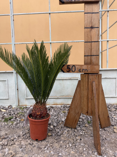 Cykas revoluta, výška s kvetináčom 60cm