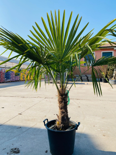 Trachycarpus fortunei, výška kmeňa 80 cm
