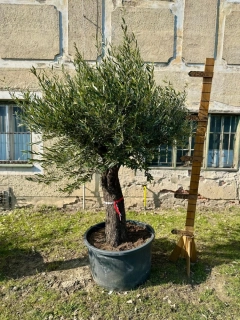 Olea Europaea - Olivovník výška s kvetináčom 270-280cm