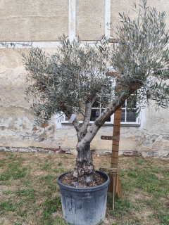 Olea Europaea - olivovník OL 4, celková výška 250-300cm