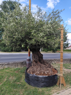 Olea Europaea - olivovník OL sieť 1, celková vvýška 280-320cm